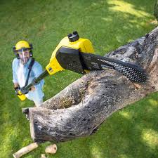 Best Tree and Shrub Care  in Grafton, OH